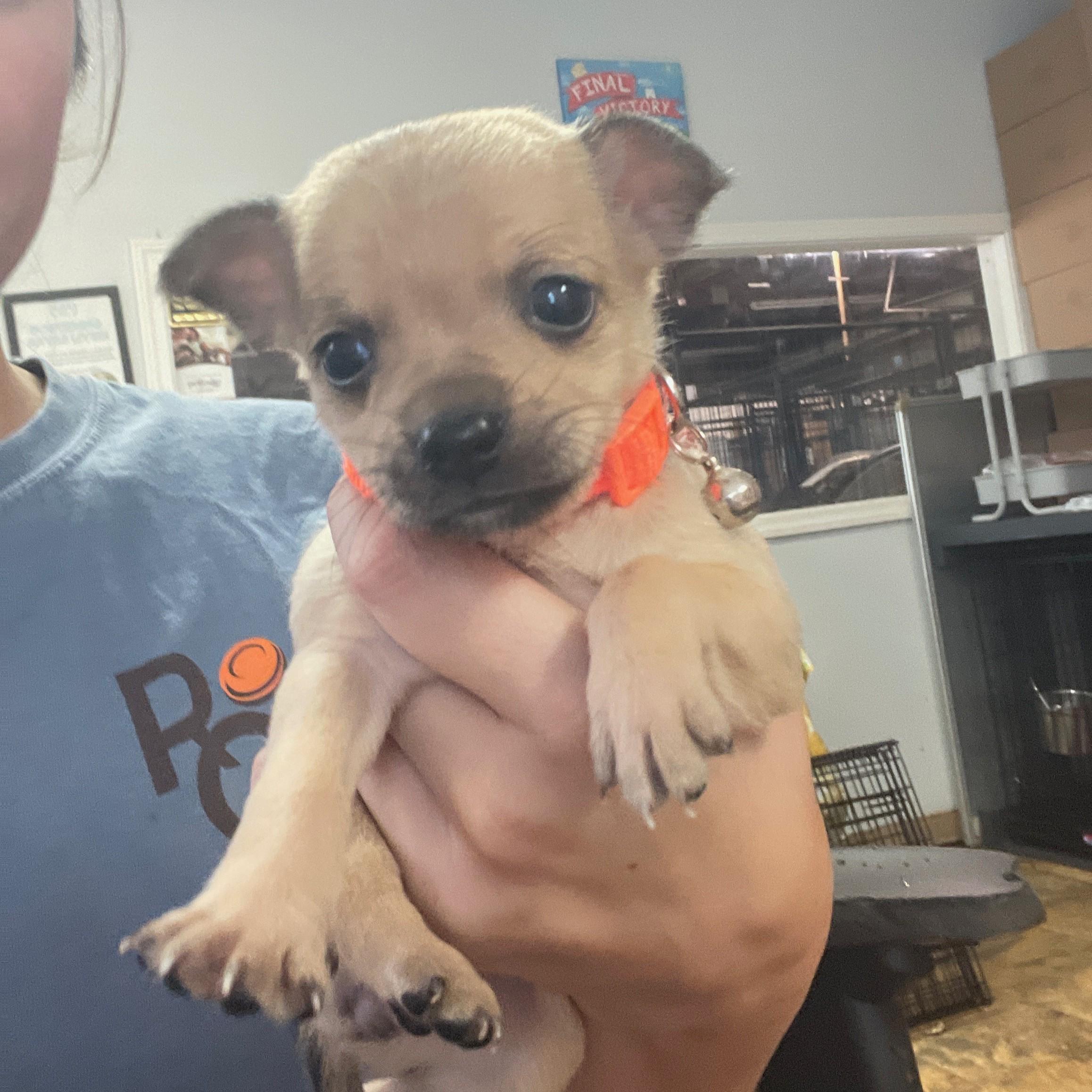 Boot Scootin' Boogie