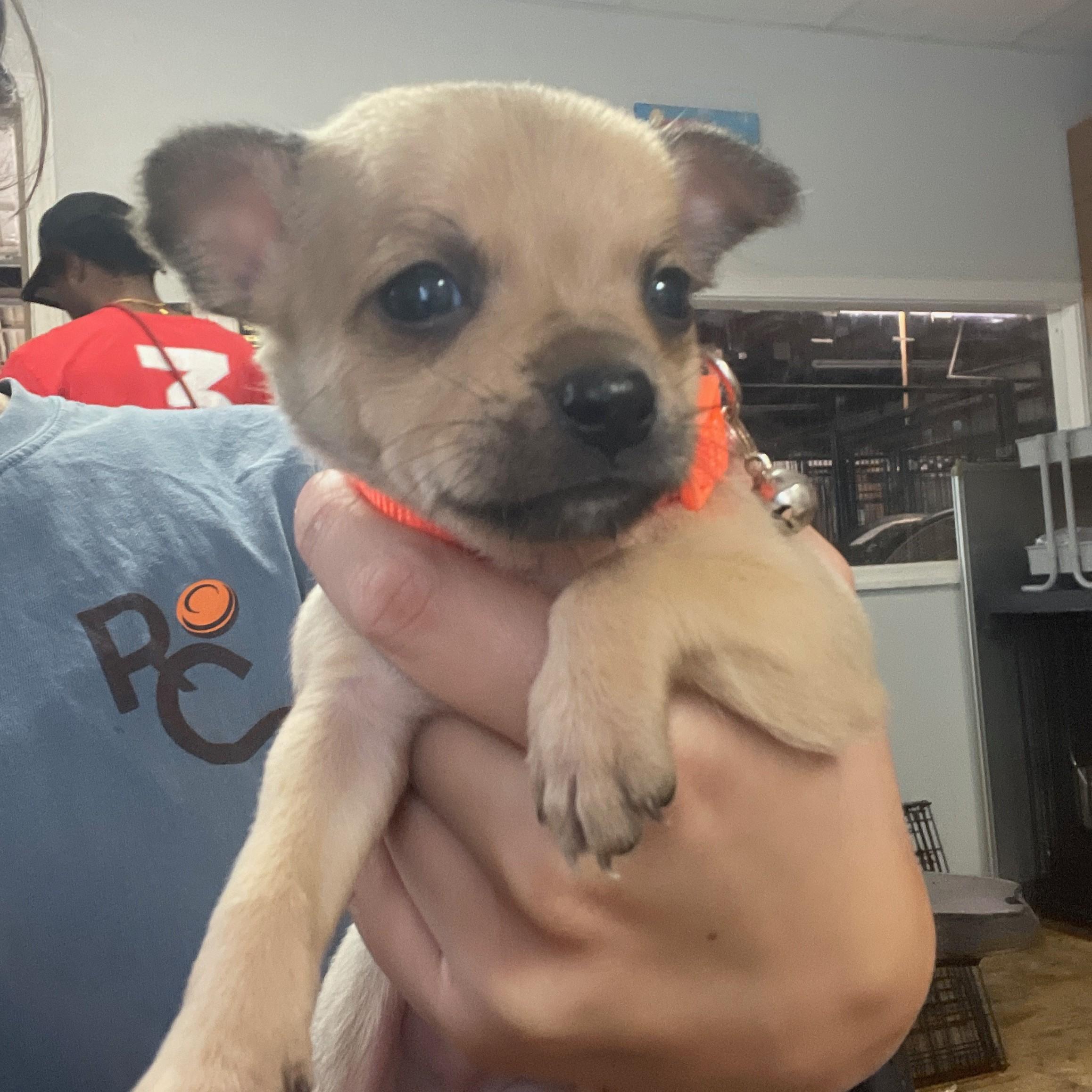 Boot Scootin' Boogie