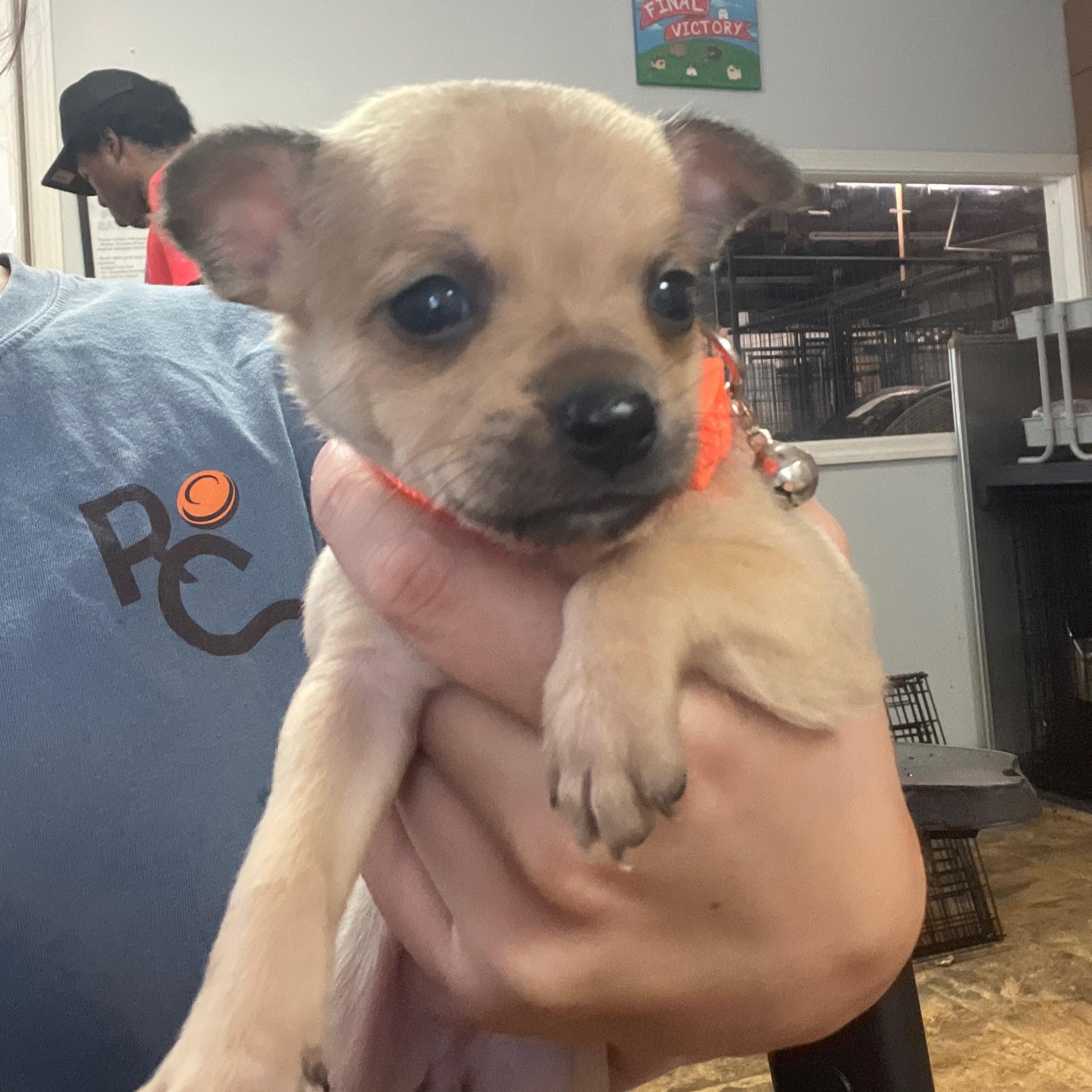 Boot Scootin' Boogie