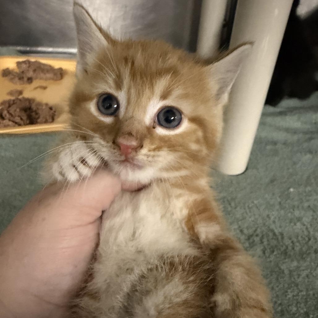 Enlarge Quesadilla, a Adoptable Domestic Short Hair in Marion, VA image 1/1