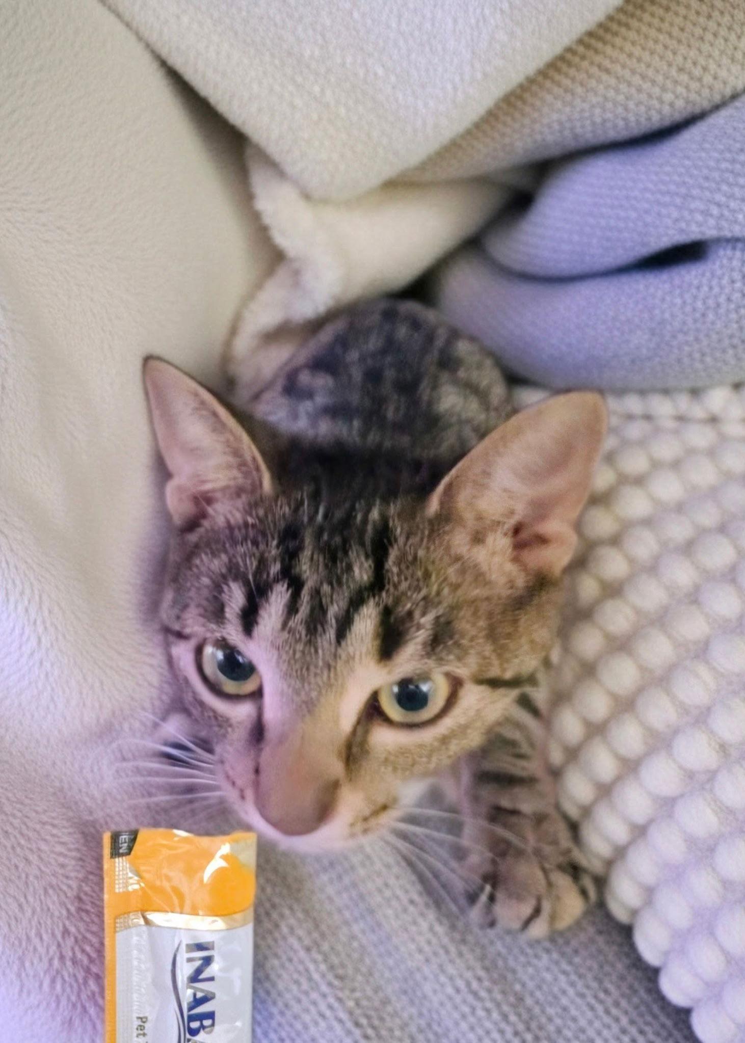 Enlarge Juniper, a Adoptable Domestic Short Hair in Philadelphia, PA image 1/3