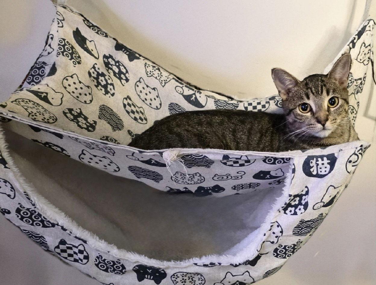 Enlarge Juniper, a Adoptable Domestic Short Hair in Philadelphia, PA image 2/3