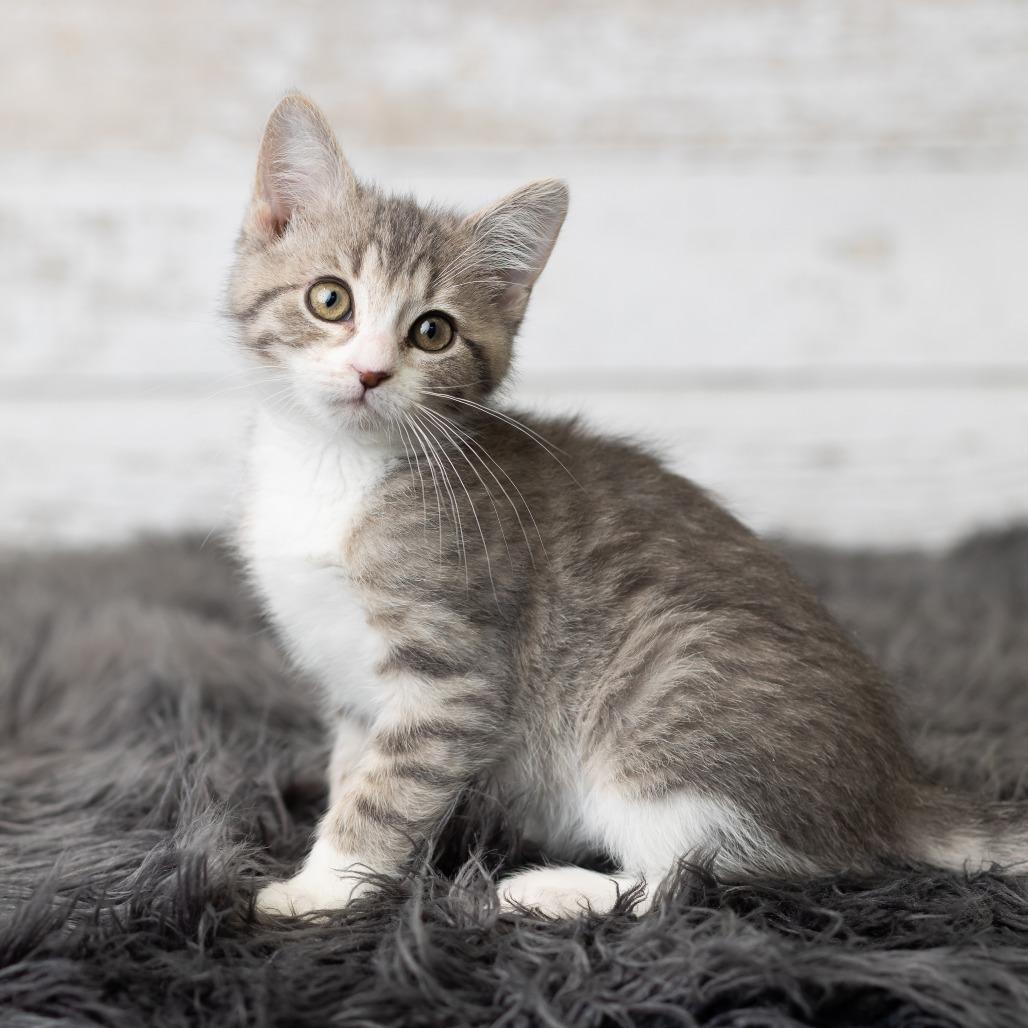 KeeTee, Adoptable, Kitten Female Domestic Medium Hair.
