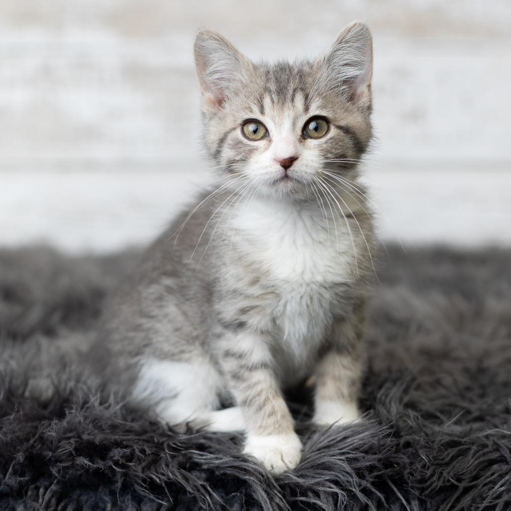 KeeTee, a Adoptable Domestic Medium Hair in St. Paul, MN image 2/6