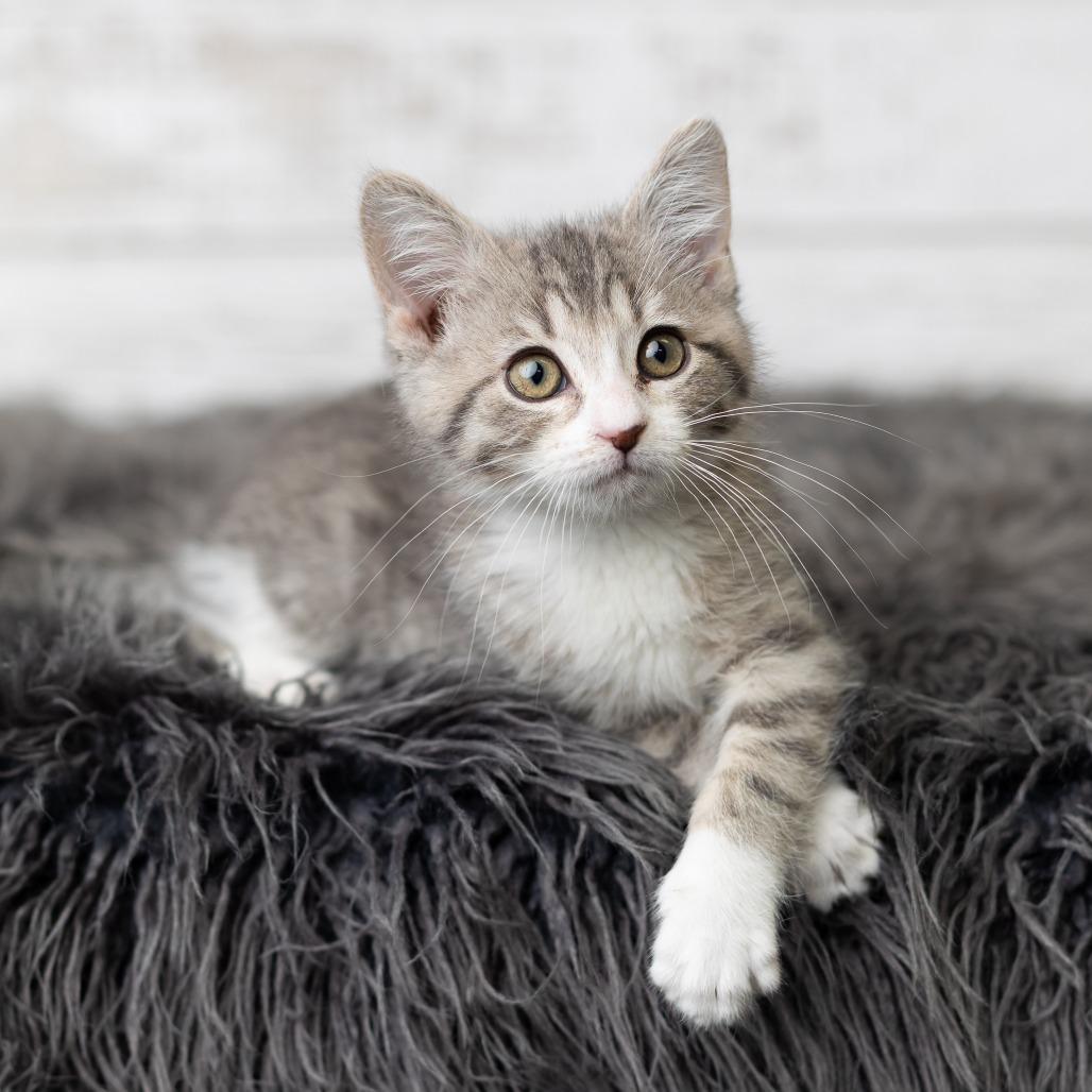 KeeTee, a Adoptable Domestic Medium Hair in St. Paul, MN image 3/6