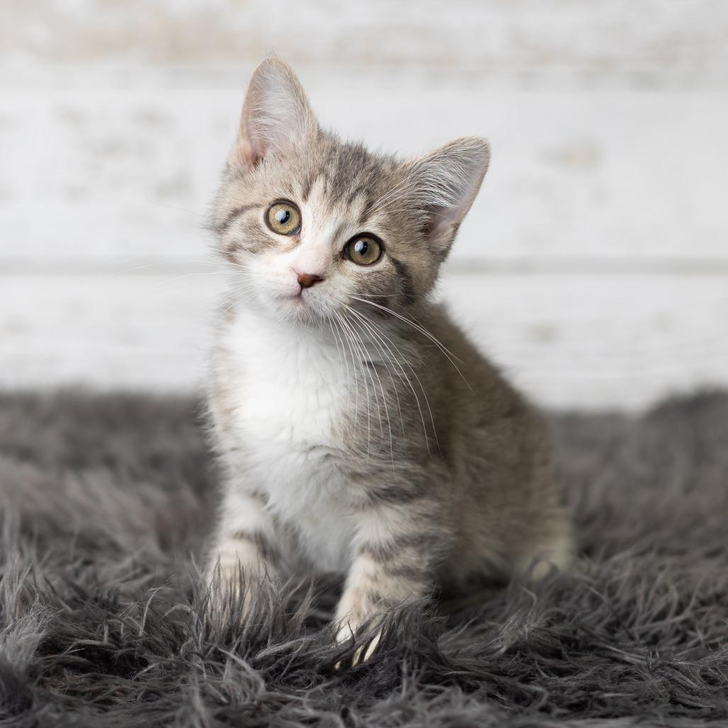 KeeTee, a Adoptable Domestic Medium Hair in St. Paul, MN image 4/6