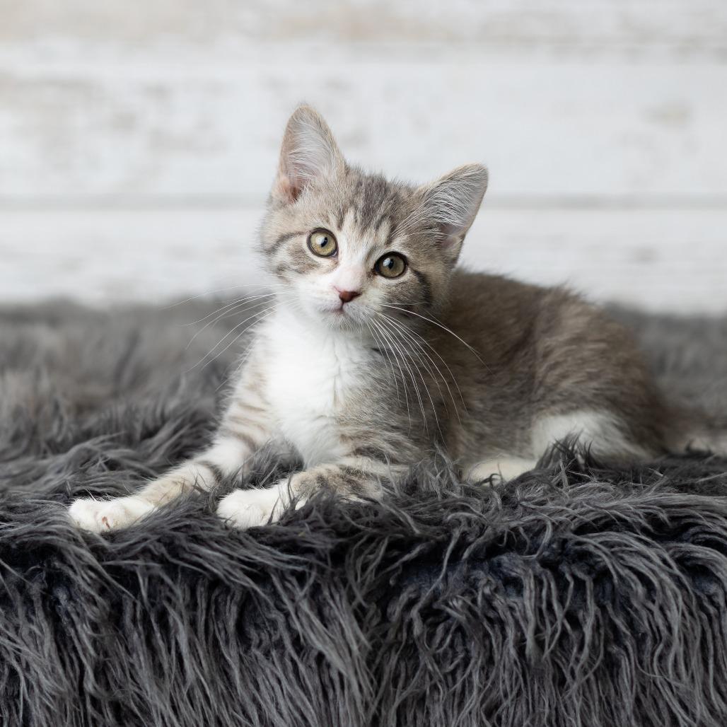 KeeTee, a Adoptable Domestic Medium Hair in St. Paul, MN image 5/6