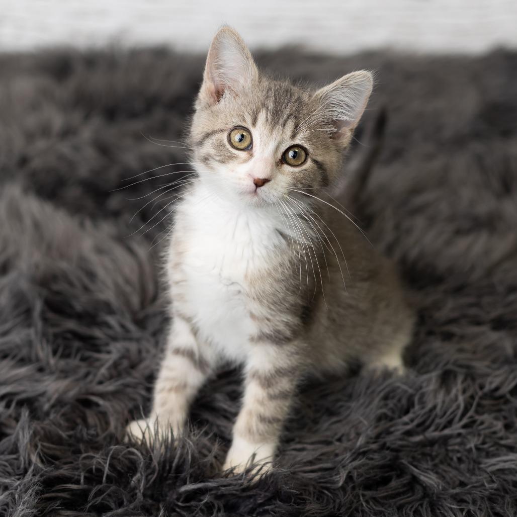 KeeTee, a Adoptable Domestic Medium Hair in St. Paul, MN image 6/6