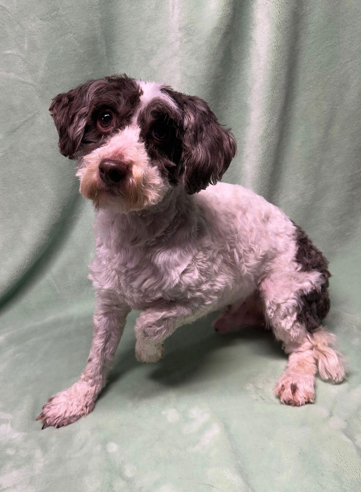 Enlarge FELIX (ohiosdrescue@gmail.com), a ADOPTABLE Havanese in Elyria, OH image 1/4