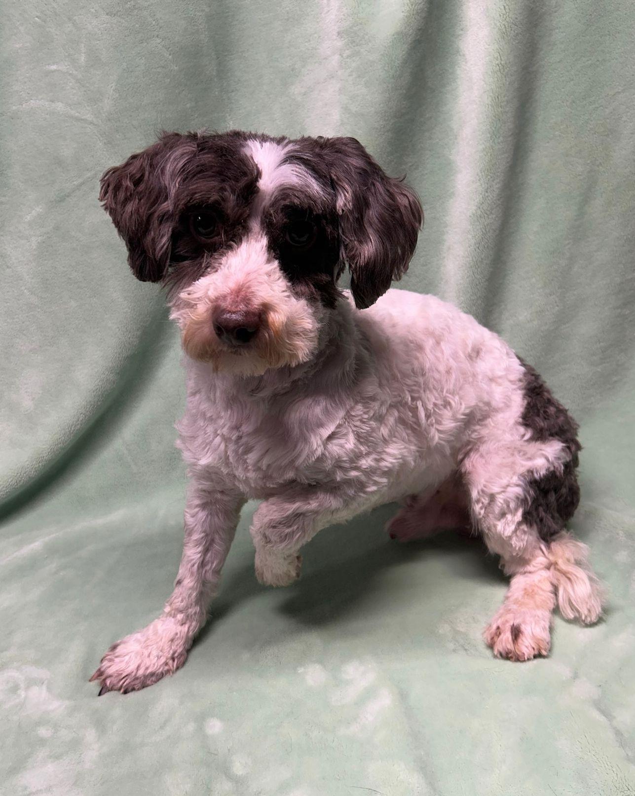 Enlarge FELIX (ohiosdrescue@gmail.com), a ADOPTABLE Havanese in Elyria, OH image 3/4