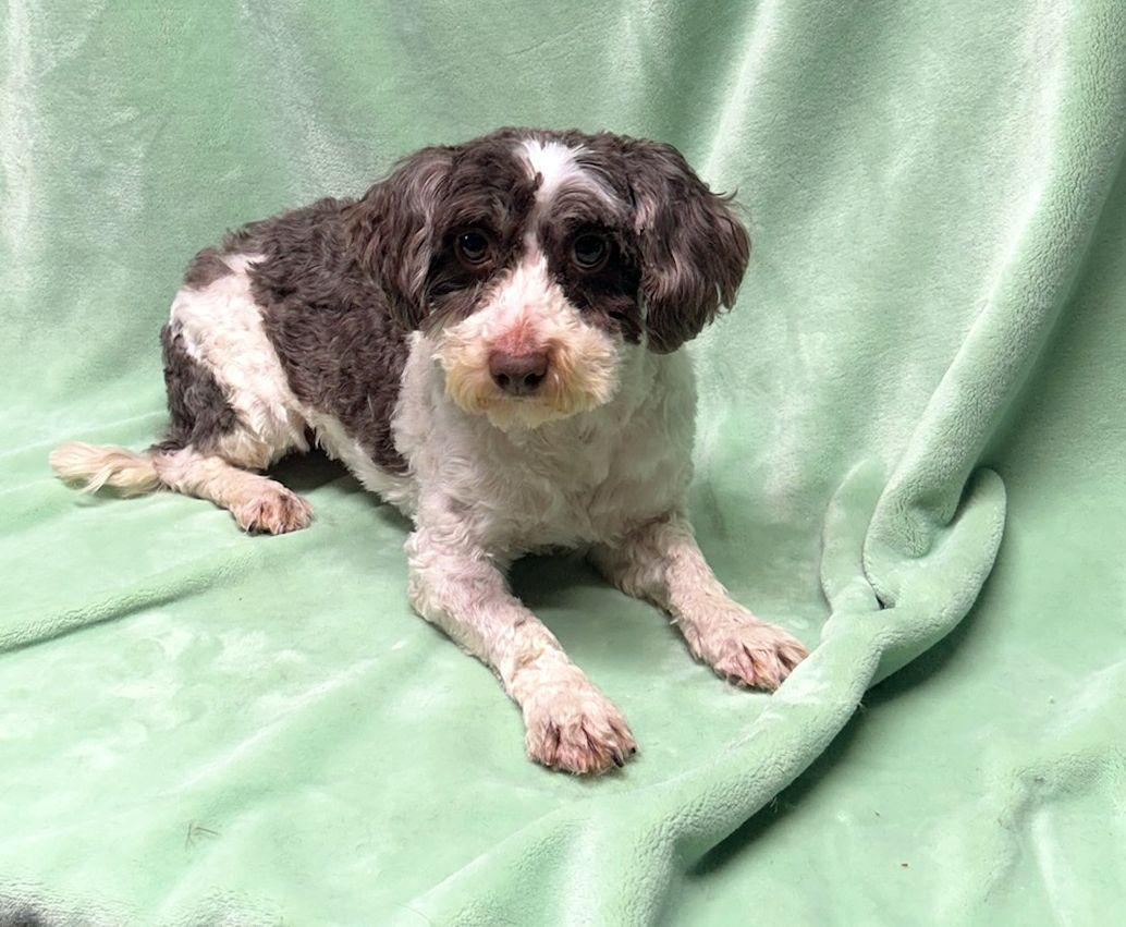 Enlarge FELIX (ohiosdrescue@gmail.com), a ADOPTABLE Havanese in Elyria, OH image 2/4