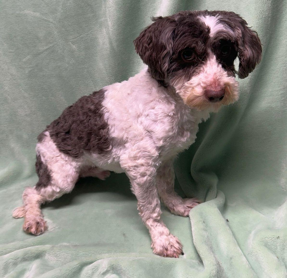 Enlarge FELIX (ohiosdrescue@gmail.com), a ADOPTABLE Havanese in Elyria, OH image 4/4