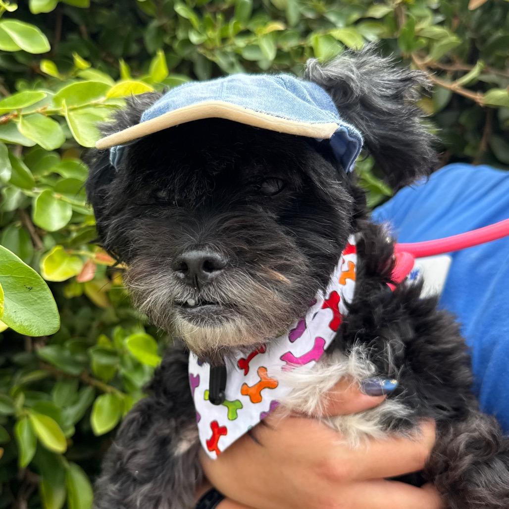 Chester, Adoptable, Senior Male Maltese & Poodle.