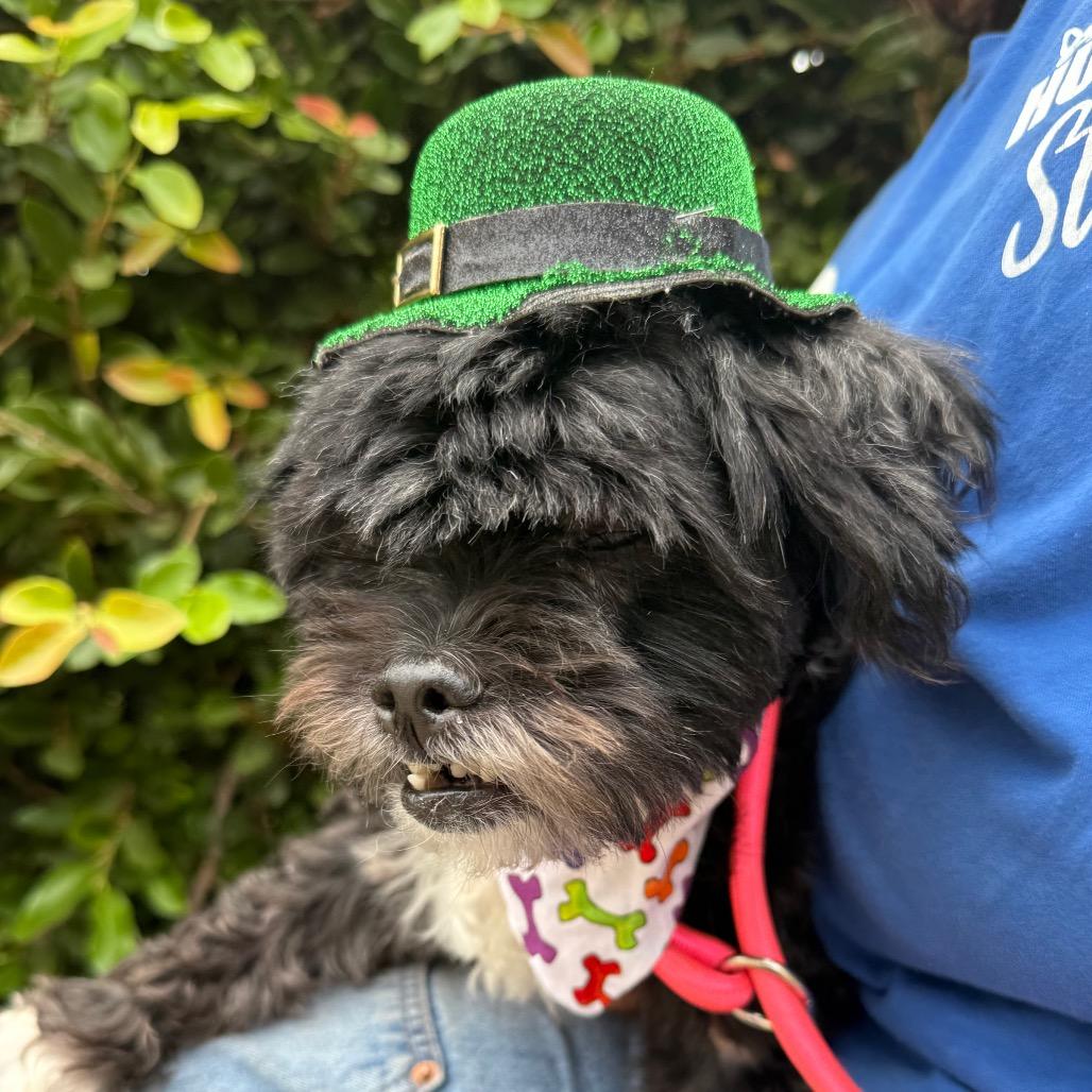 Enlarge Chester, a Adoptable mixed breed in Santa Barbara, CA image 2/3
