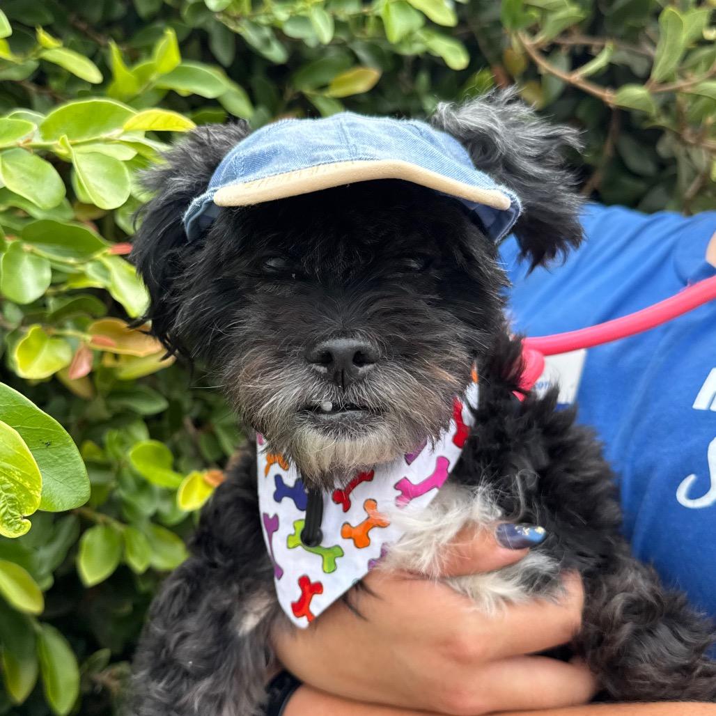 Enlarge Chester, a Adoptable mixed breed in Santa Barbara, CA image 3/3
