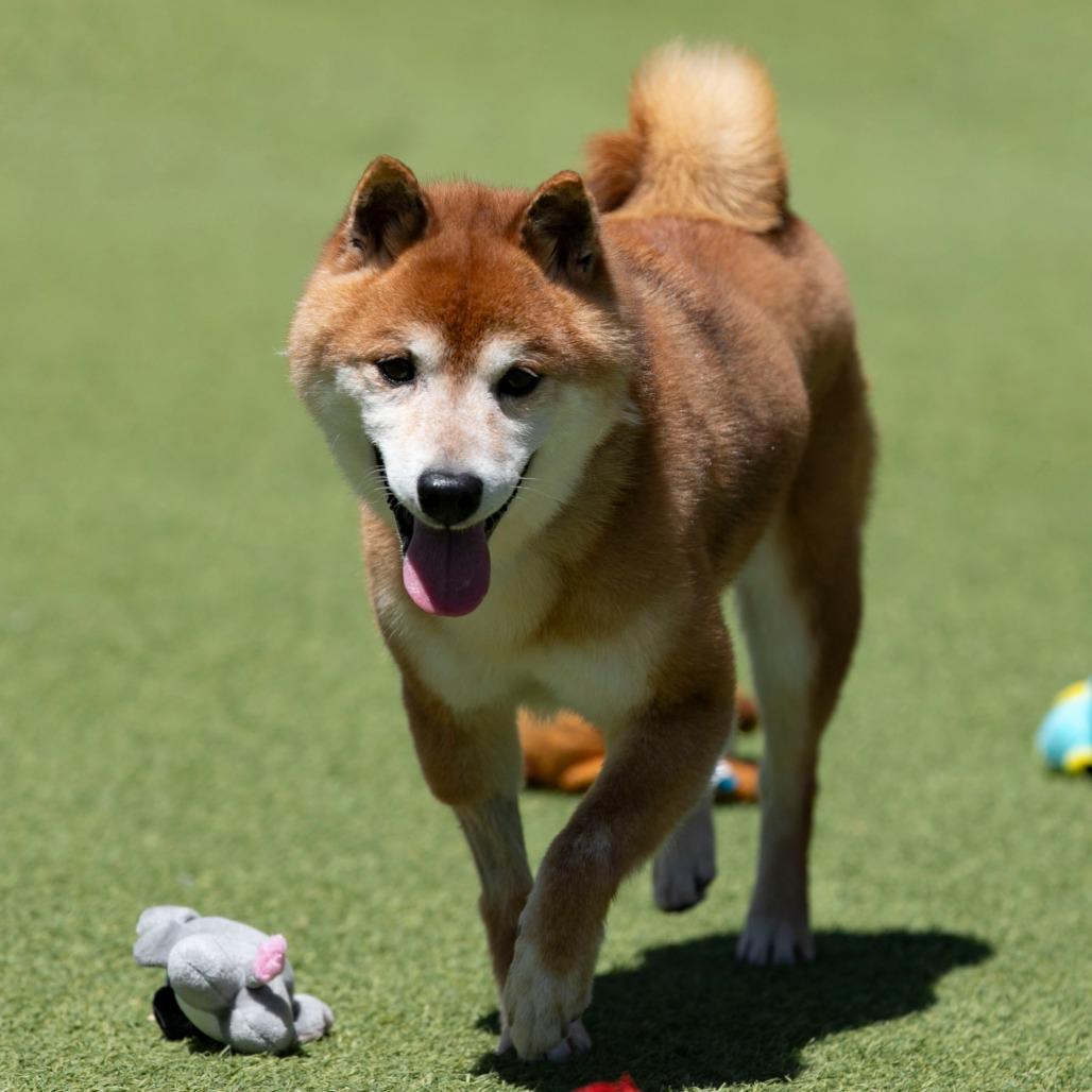 Cheyenne (MR26-333), Adoptable, Senior Male Shiba Inu.