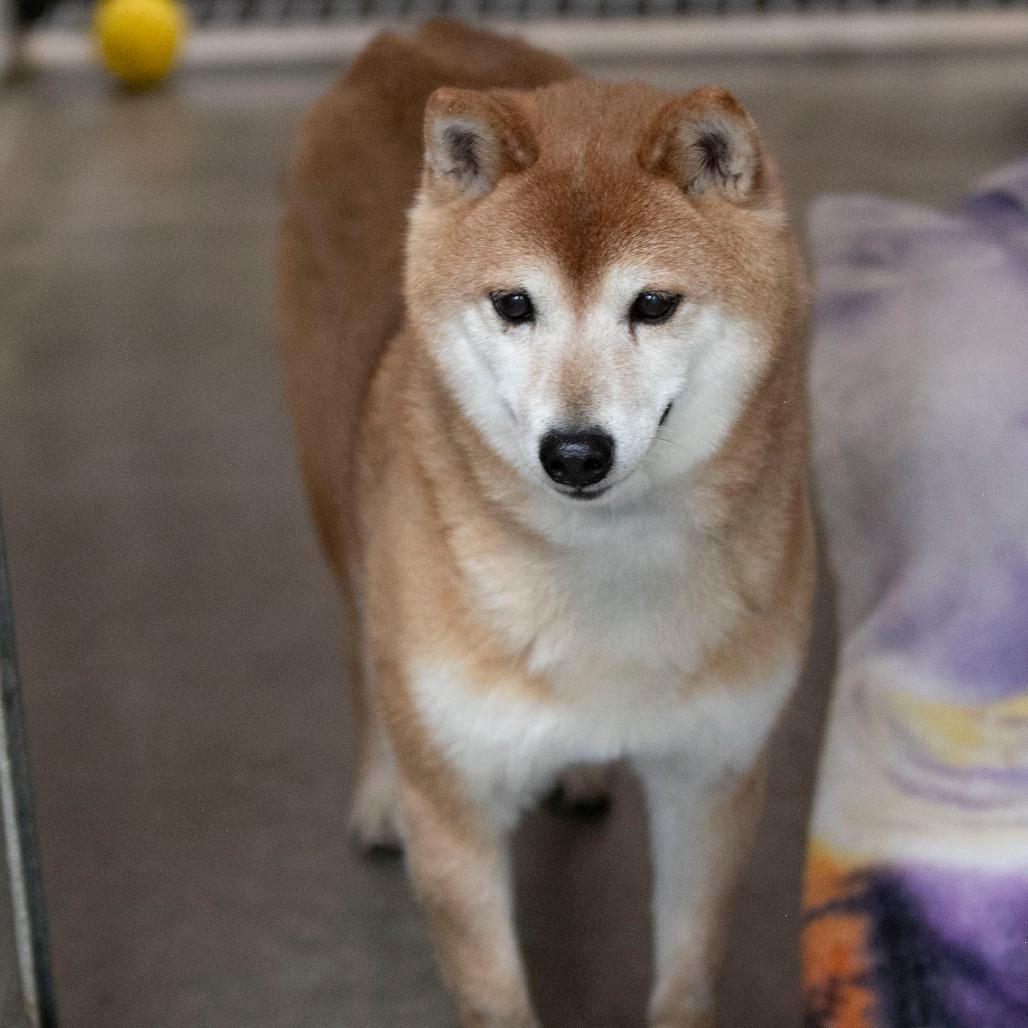 Enlarge Cheyenne (MR26-333), a Adoptable Shiba Inu in Peyton, CO image 2/6