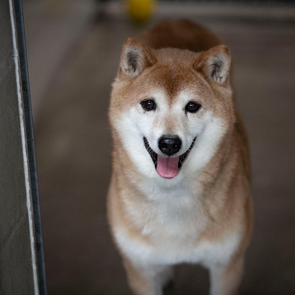 Enlarge Cheyenne (MR26-333), a Adoptable Shiba Inu in Peyton, CO image 3/6