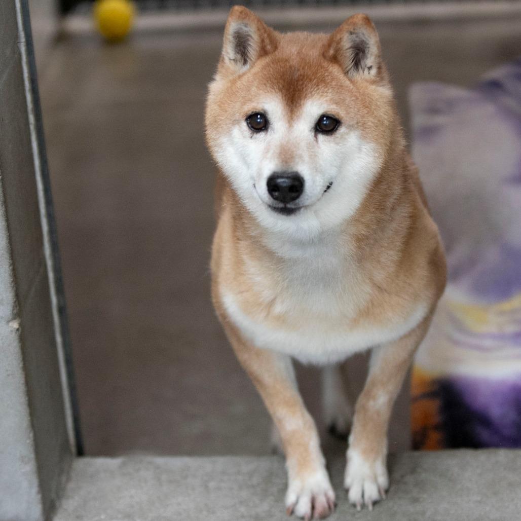 Enlarge Cheyenne (MR26-333), a Adoptable Shiba Inu in Peyton, CO image 4/6