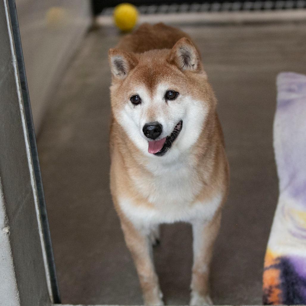 Enlarge Cheyenne (MR26-333), a Adoptable Shiba Inu in Peyton, CO image 5/6