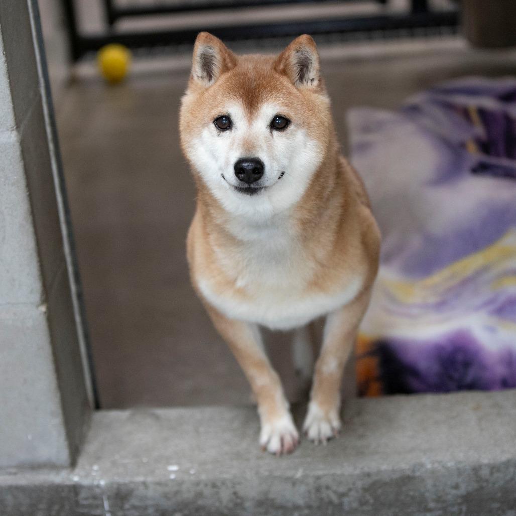 Enlarge Cheyenne (MR26-333), a Adoptable Shiba Inu in Peyton, CO image 6/6