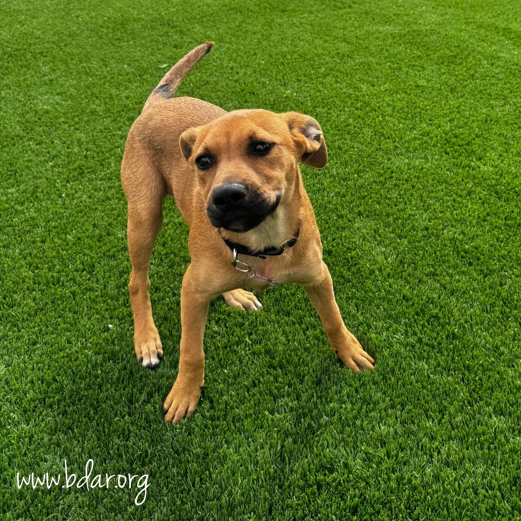 Tandi, Adoptable, Puppy Female Mixed Breed.