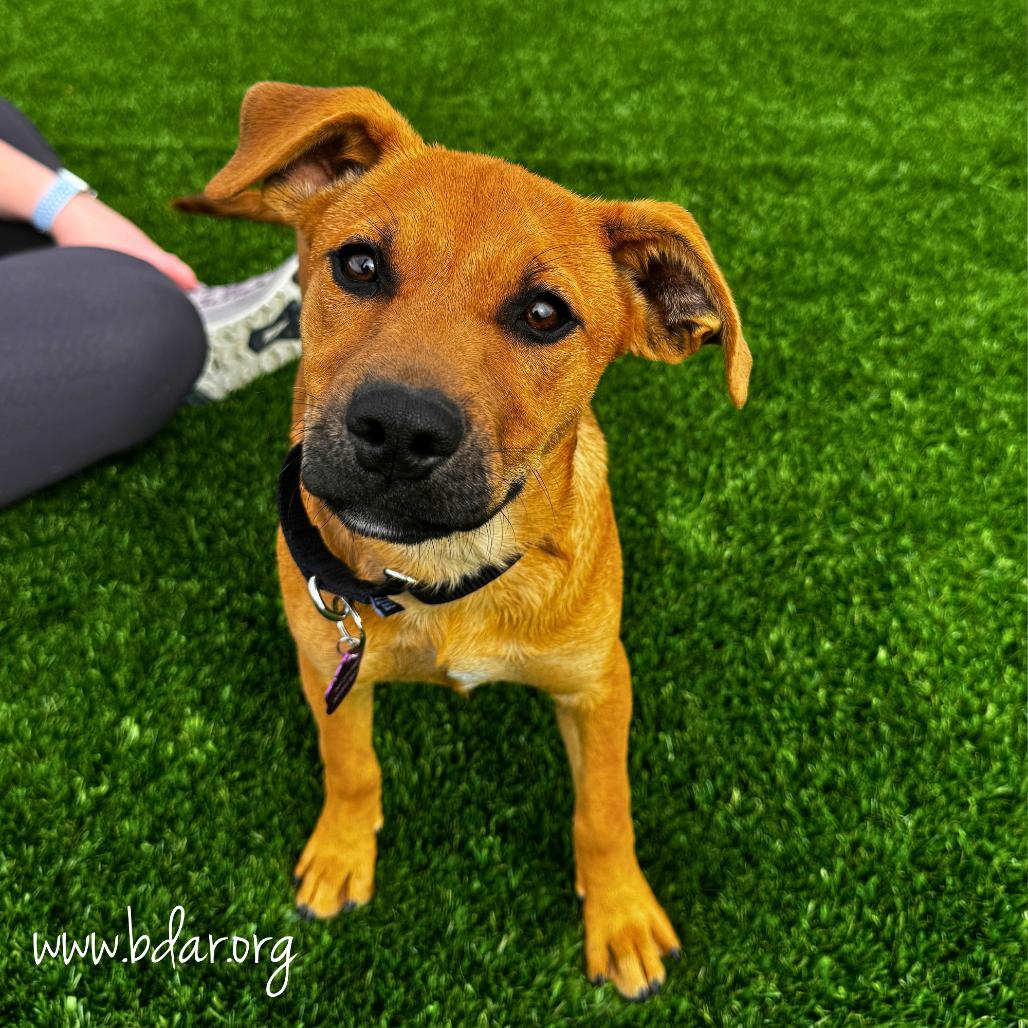 Enlarge Tandi, a Adoptable Mixed Breed in Cheyenne, WY image 2/2