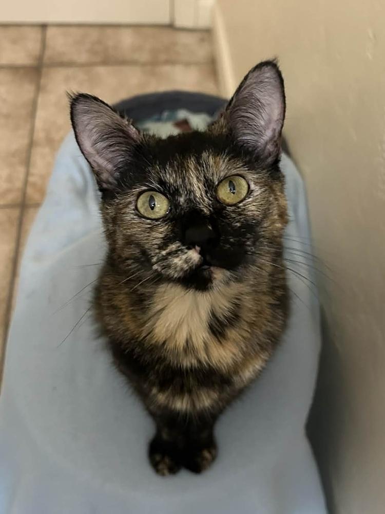 Enlarge Fostoria, a Adoptable mixed breed in tucson, AZ image 1/2