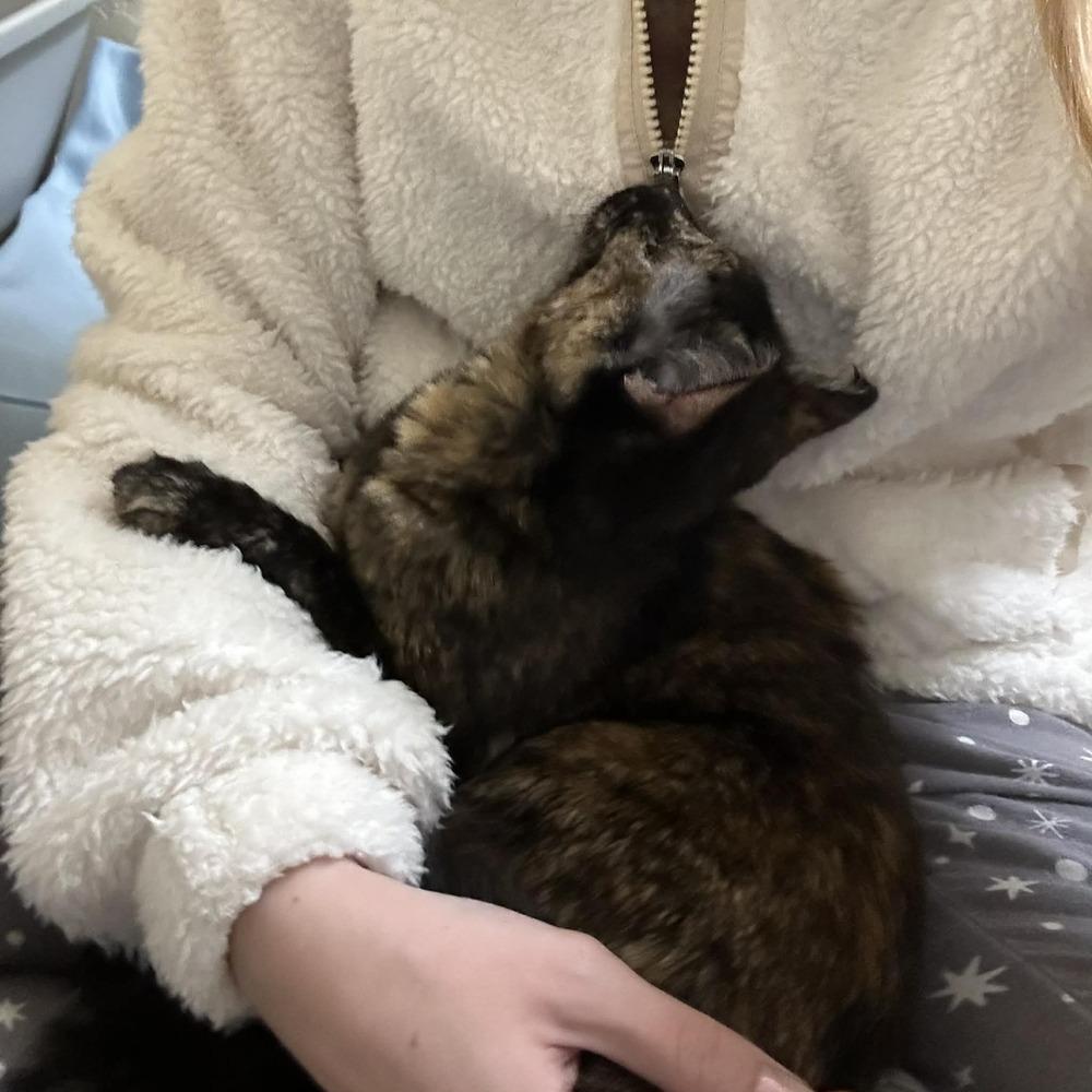 Enlarge Fostoria, a Adoptable mixed breed in tucson, AZ image 2/2