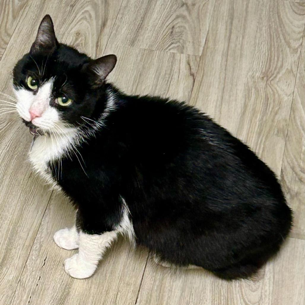 Kitty Scott Clause, a Adoptable Domestic Medium Hair in Howard beach, NY image 1/6