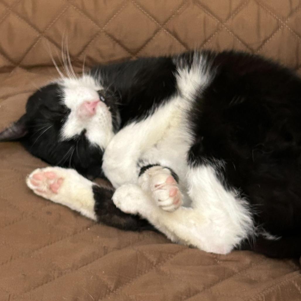 Kitty Scott Clause, a Adoptable Domestic Medium Hair in Howard beach, NY image 2/6