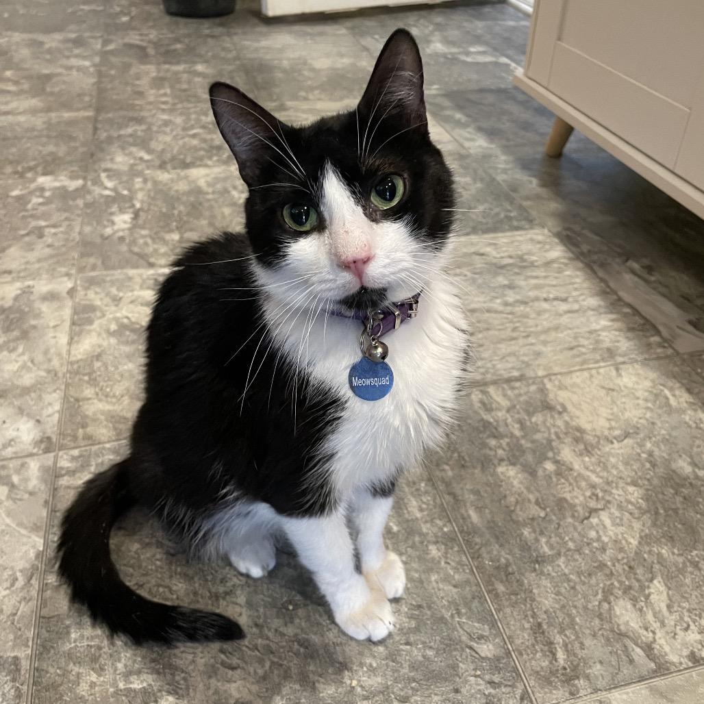 Kitty Scott Clause, a Adoptable Domestic Medium Hair in Howard beach, NY image 3/6