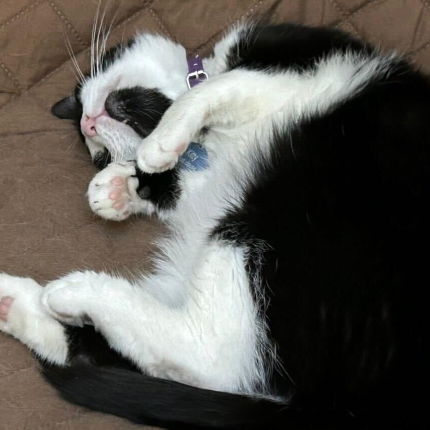 Kitty Scott Clause, a Adoptable Domestic Medium Hair in Howard beach, NY image 4/6