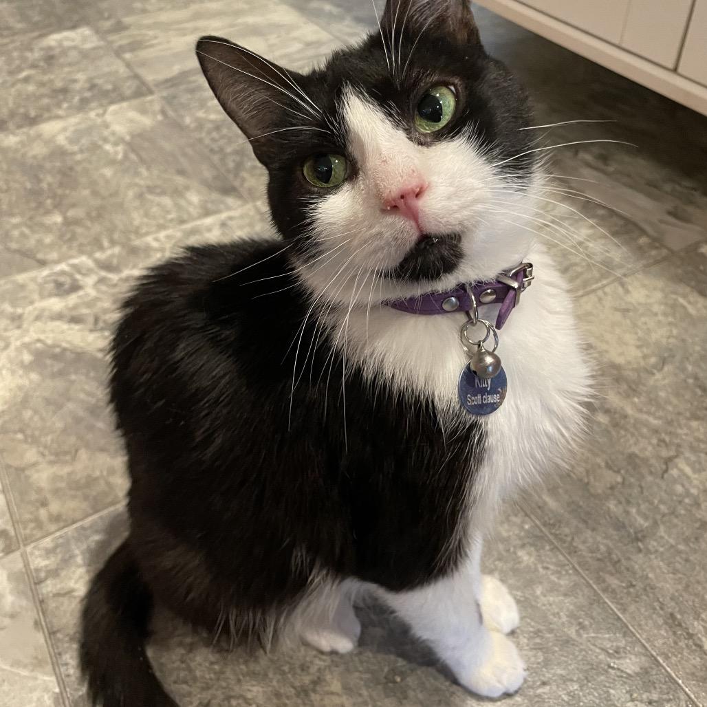 Kitty Scott Clause, a Adoptable Domestic Medium Hair in Howard beach, NY image 5/6