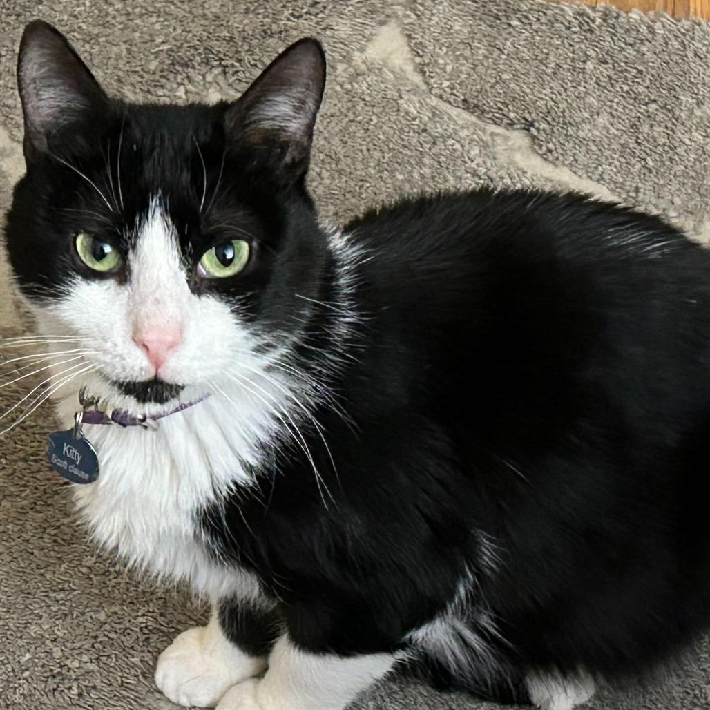 Kitty Scott Clause, a Adoptable Domestic Medium Hair in Howard beach, NY image 6/6