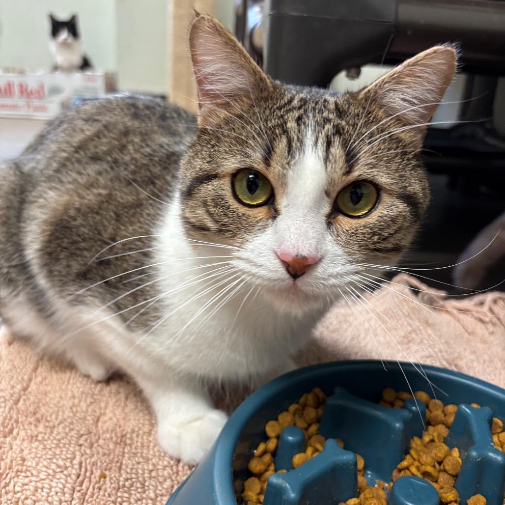 Juliet Lookalike, Adoptable, Adult Male Domestic Short Hair.