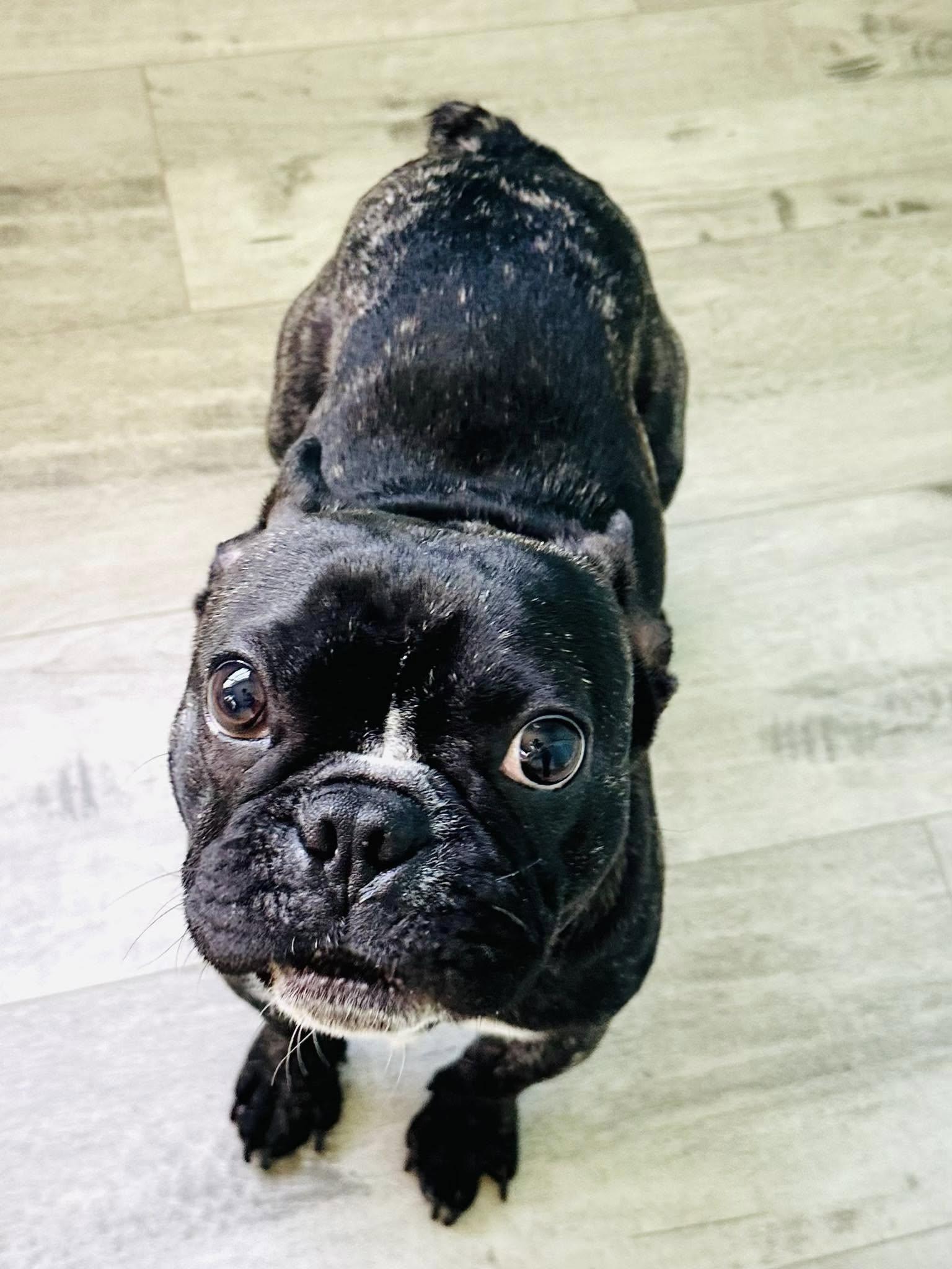 Tank, Adoptable, Adult Male French Bulldog.