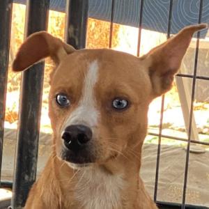 SAWYER, adoptable, Young Male Portuguese Podengo.