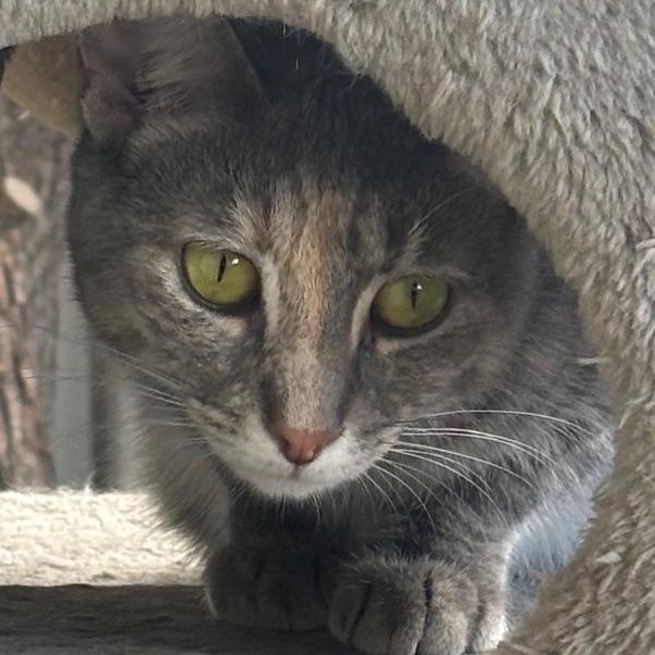 Enlarge Samba, a Adoptable Domestic Short Hair in Mount Sterling, KY image 5/5