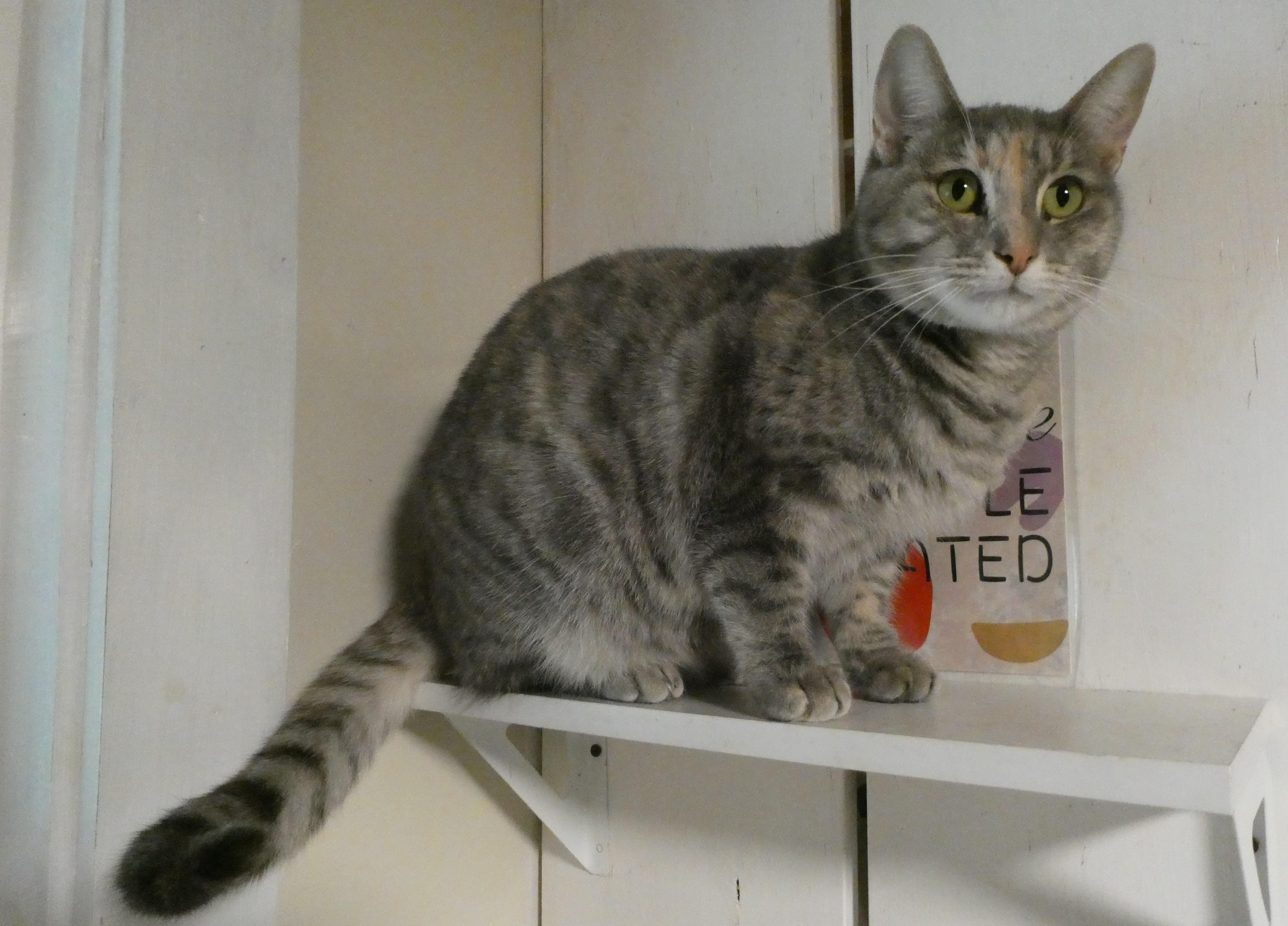 Enlarge Samba, a Adoptable Domestic Short Hair in Mount Sterling, KY image 4/5