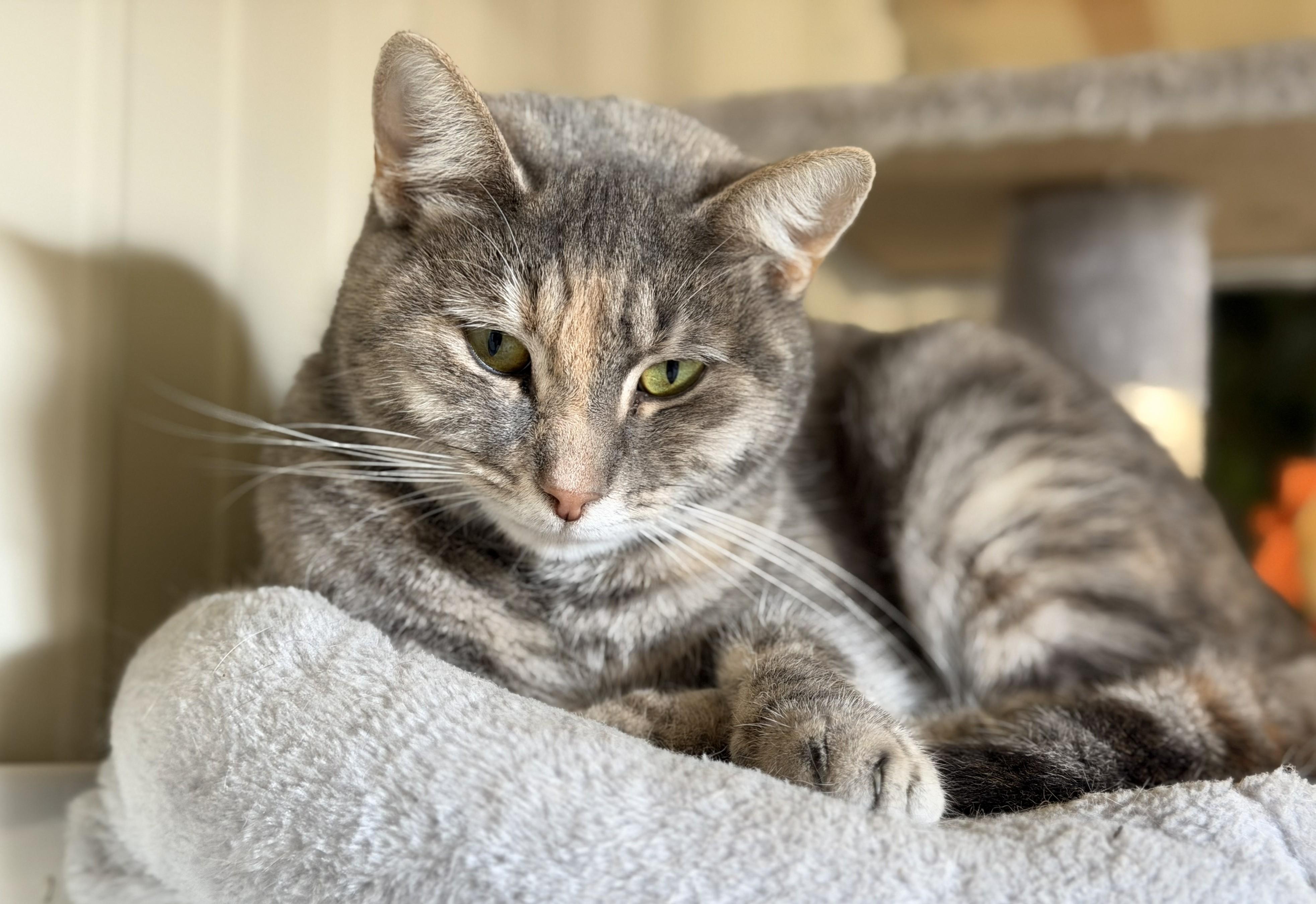 Samba, Adoptable, Adult Female Domestic Short Hair.