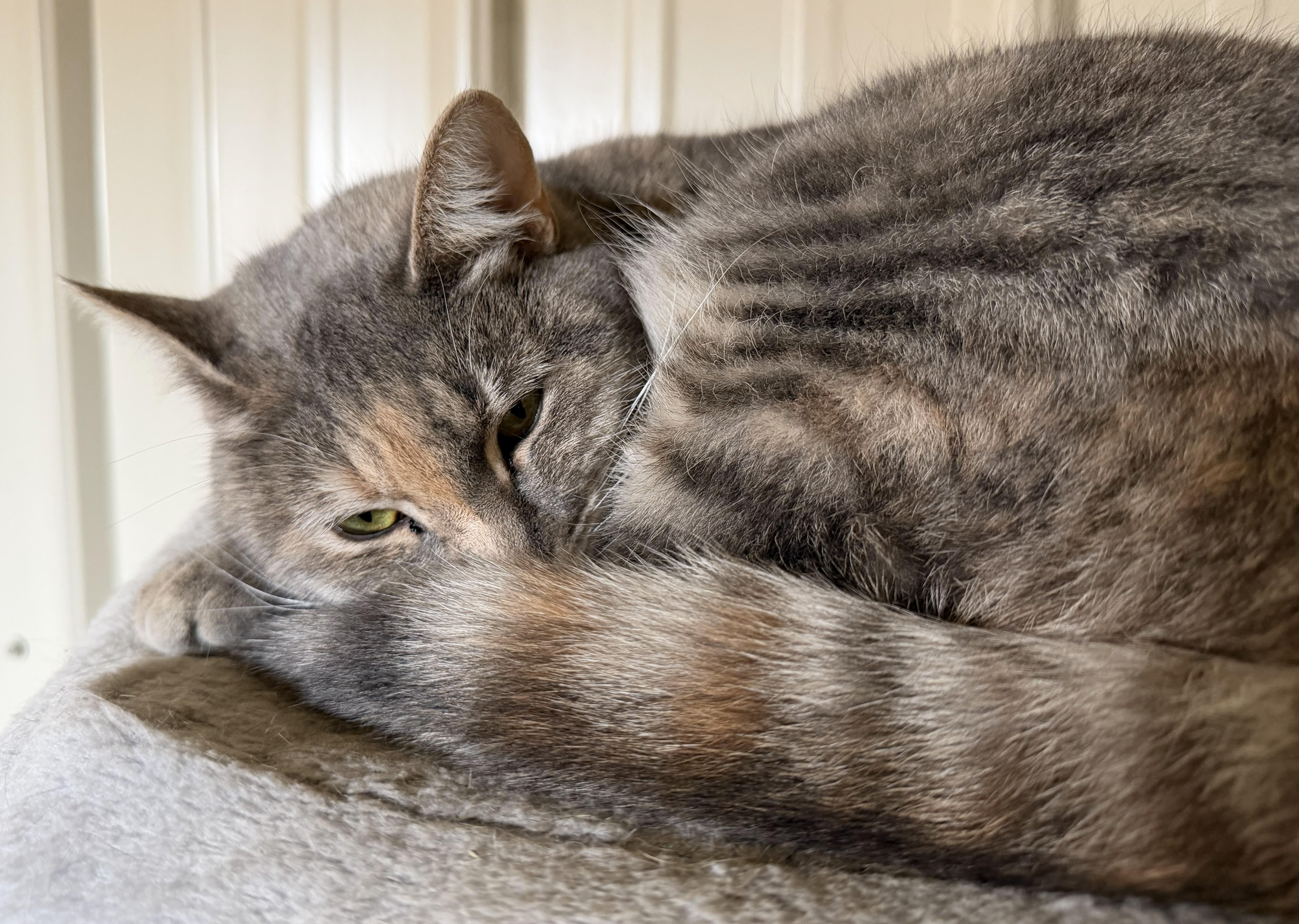 Enlarge Samba, a Adoptable Domestic Short Hair in Mount Sterling, KY image 2/5