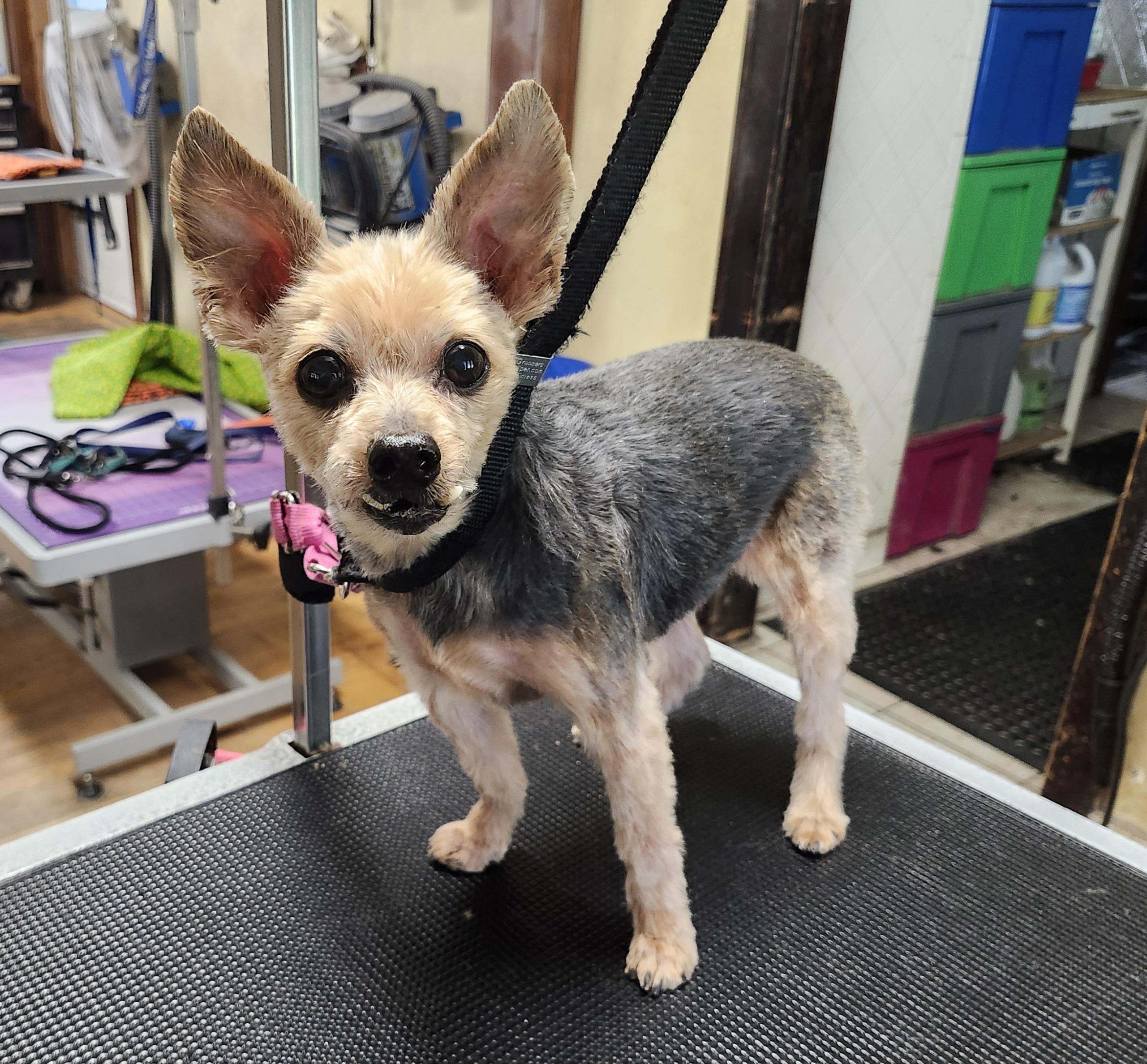 Enlarge Harry, a Adoptable Yorkshire Terrier in Whitewater, WI image 6/6