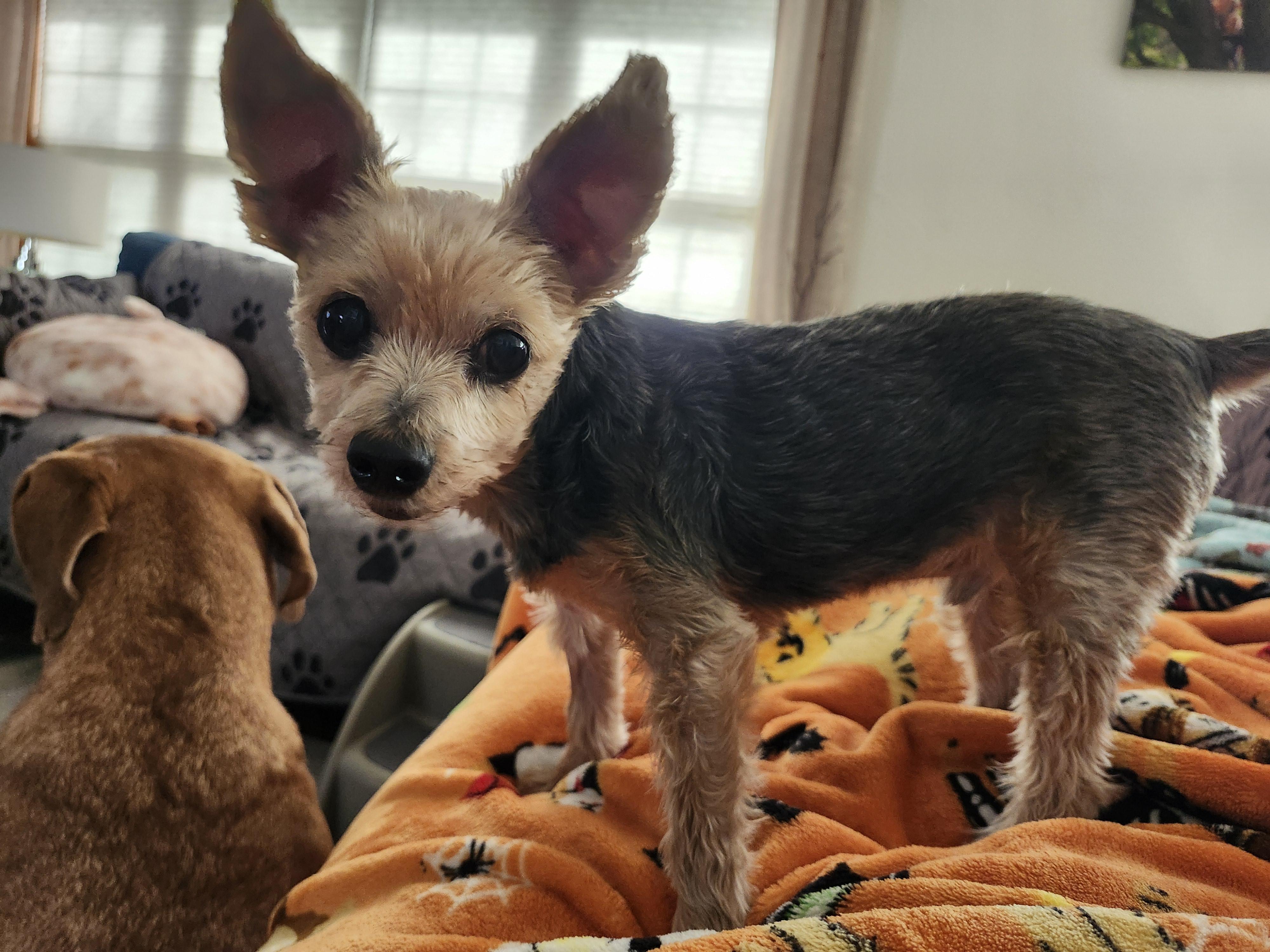 Enlarge Harry, a Adoptable Yorkshire Terrier in Whitewater, WI image 5/6