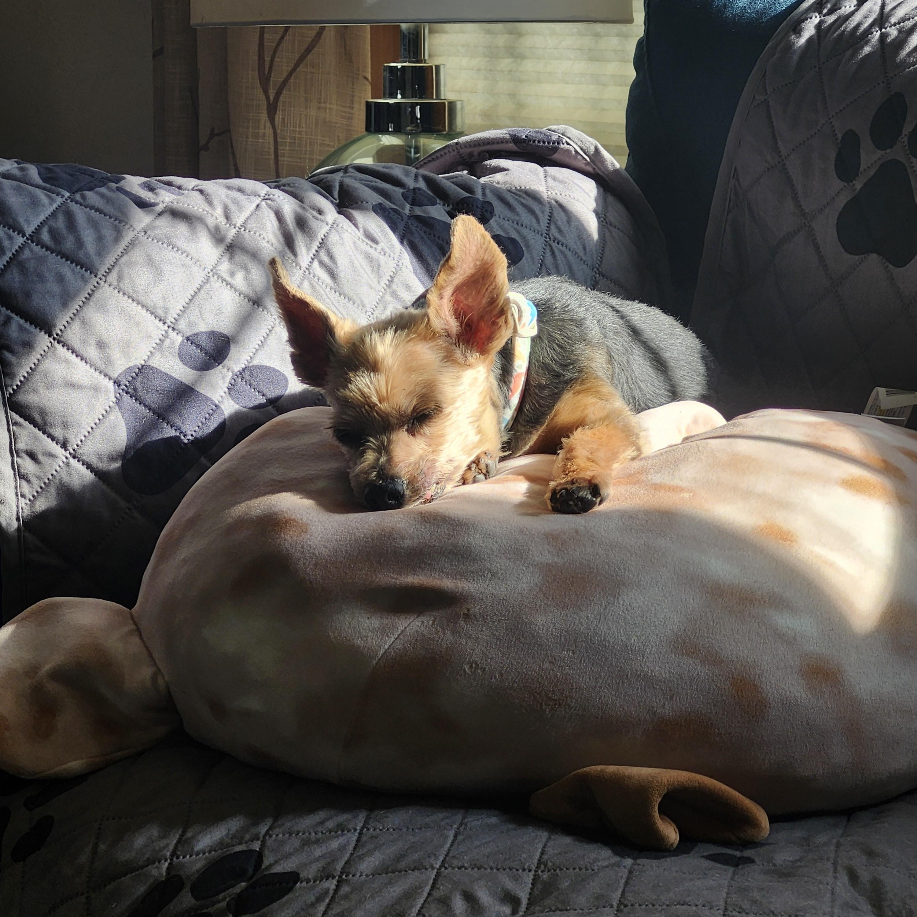 Enlarge Harry, a Adoptable Yorkshire Terrier in Whitewater, WI image 4/6