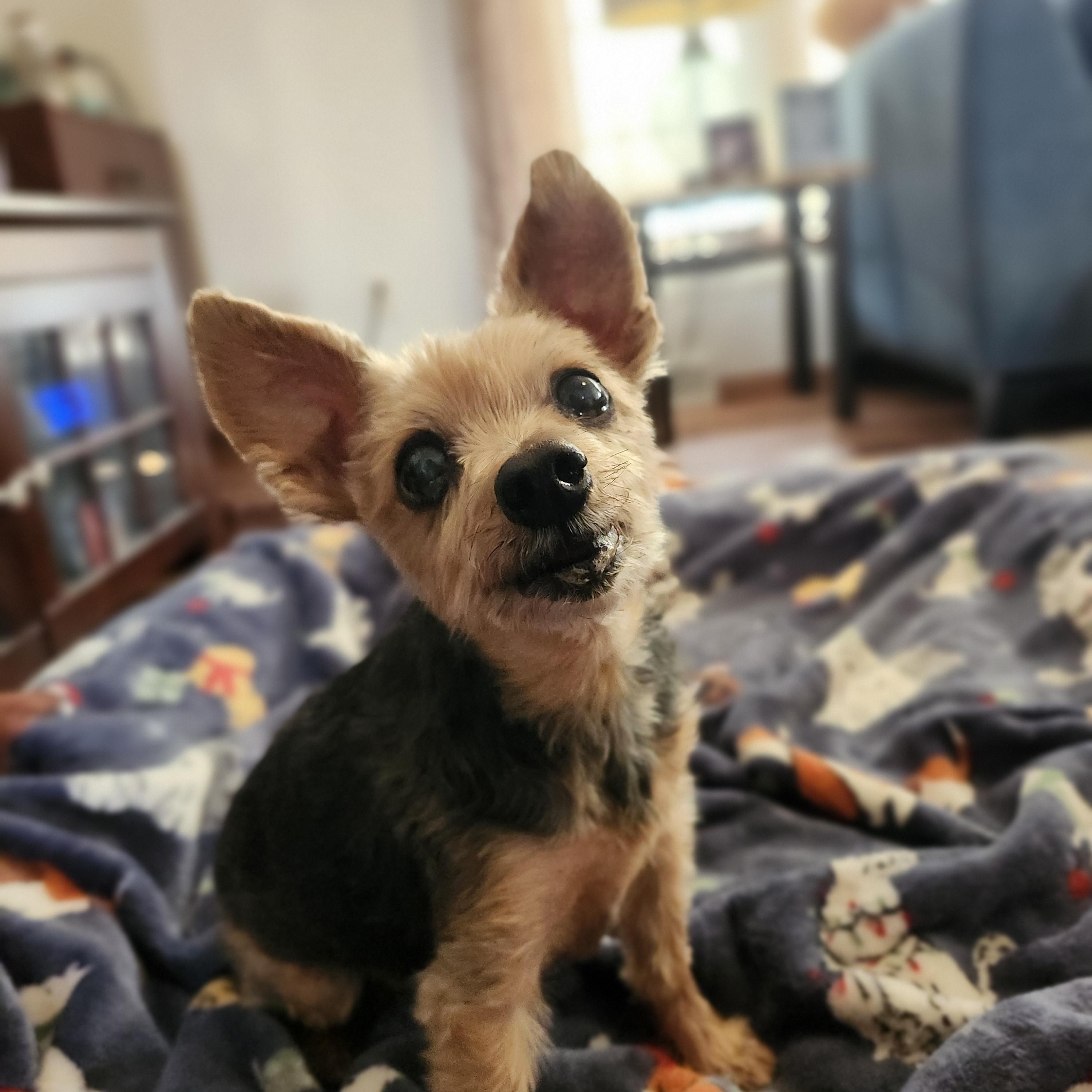 Enlarge Harry, a Adoptable Yorkshire Terrier in Whitewater, WI image 2/6