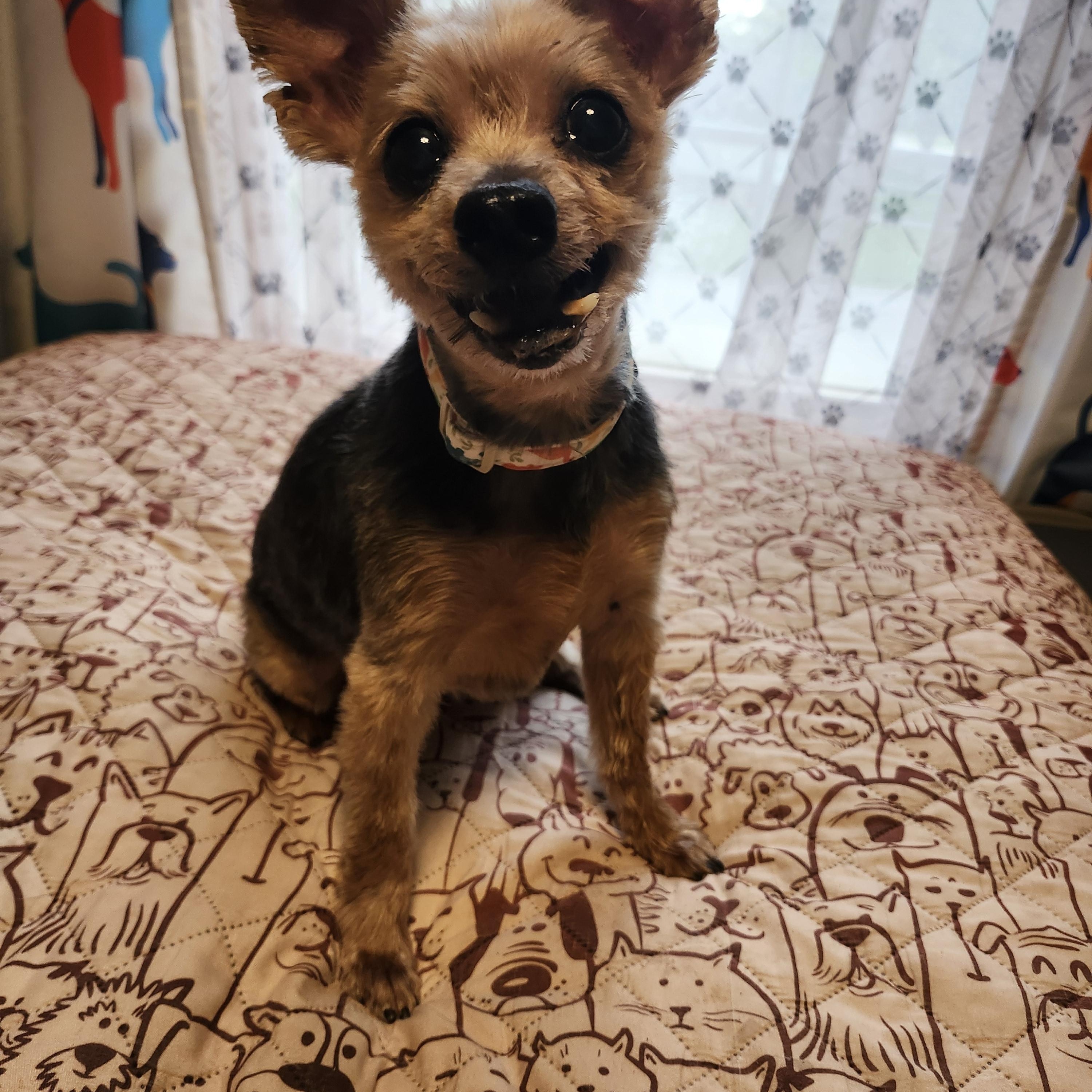 Enlarge Harry, a Adoptable Yorkshire Terrier in Whitewater, WI image 3/6