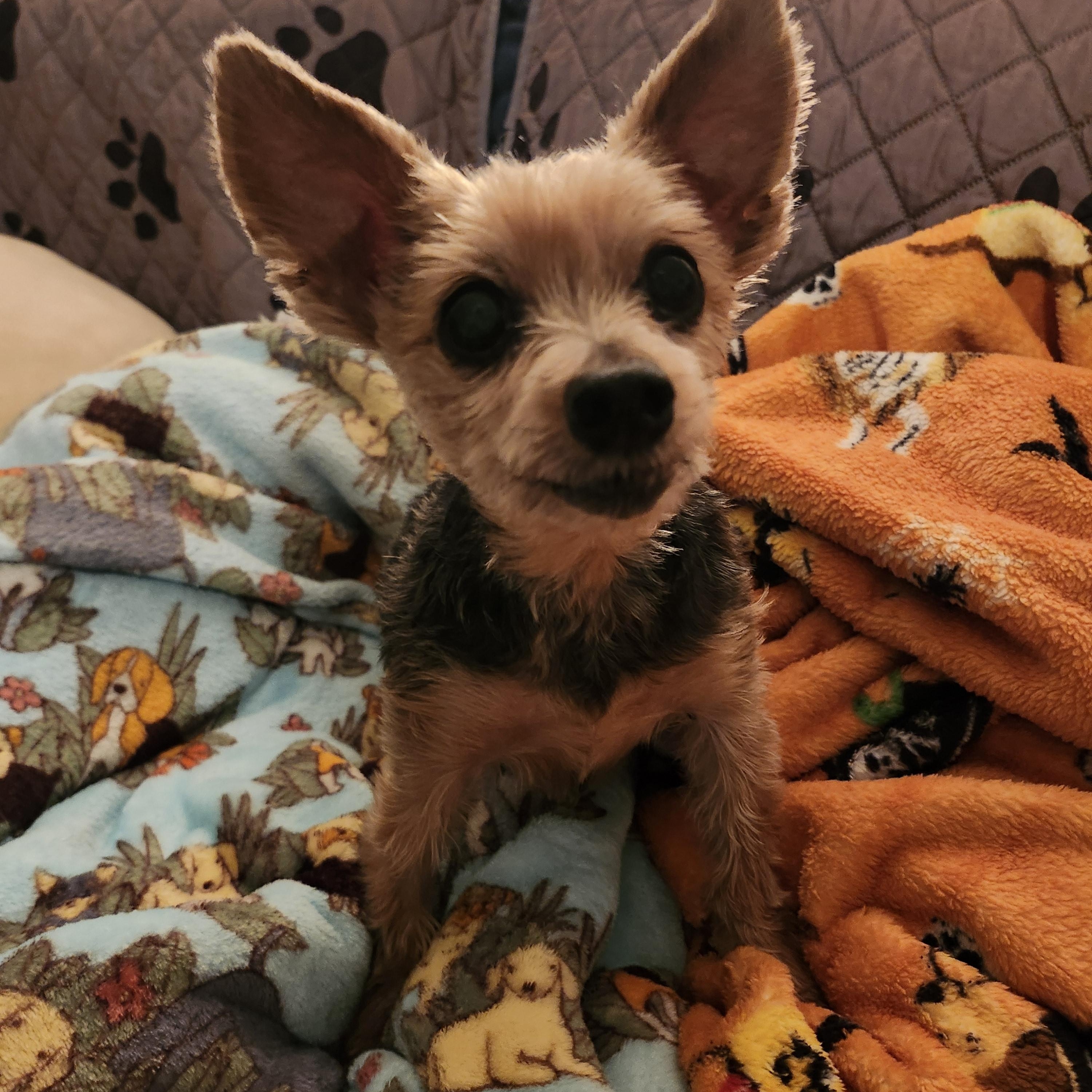 Harry, Adoptable, Senior Male Yorkshire Terrier.
