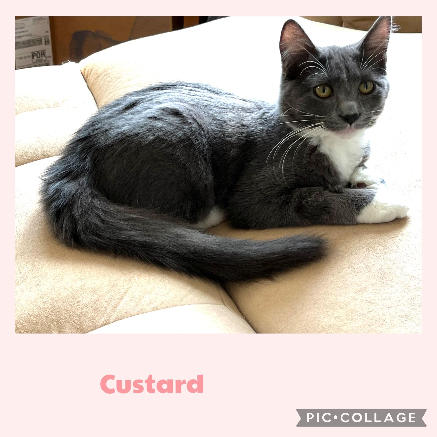 Custard, Adoptable, Kitten Female Domestic Short Hair.