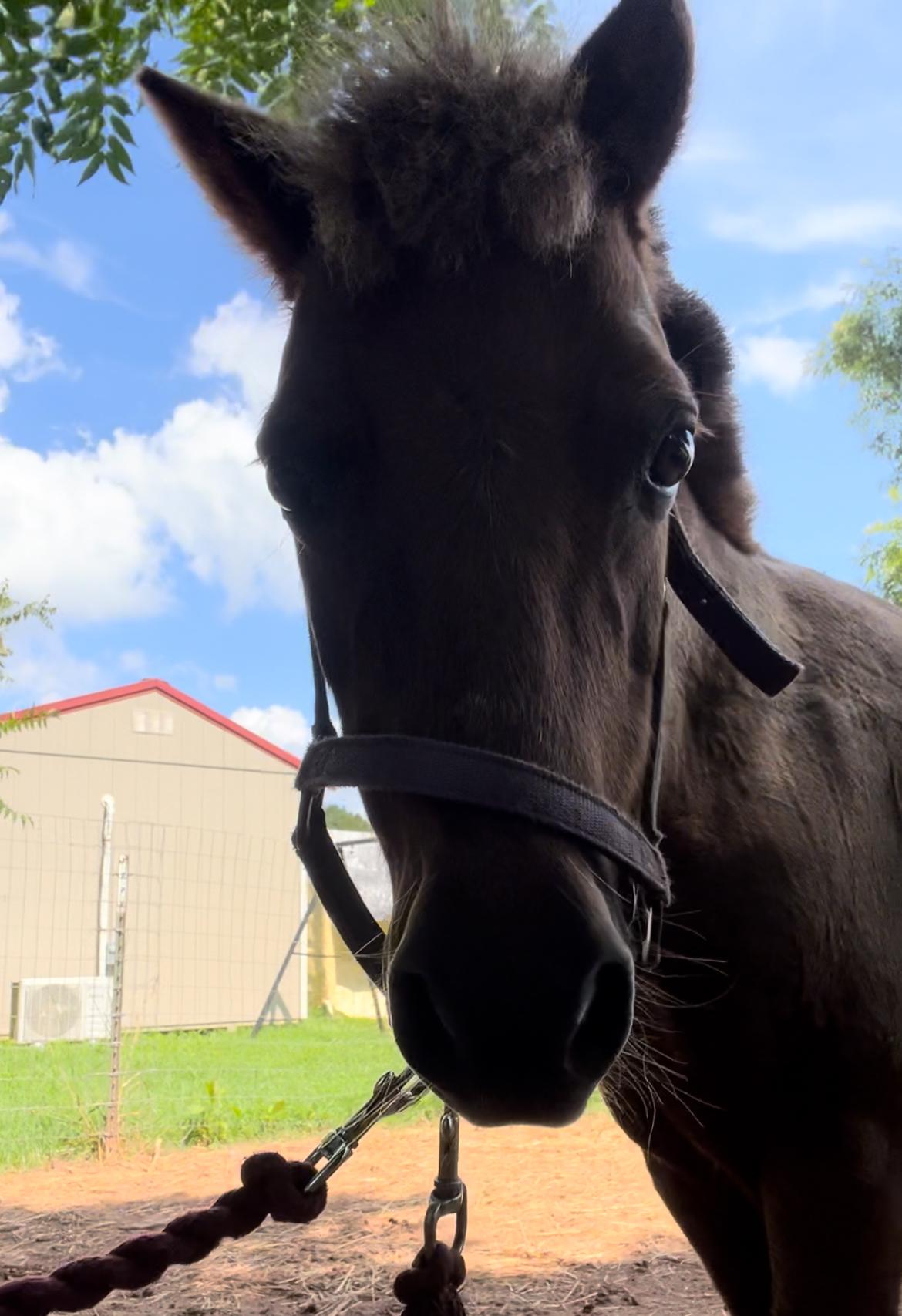Enlarge Tina, a Adoptable Miniature Horse in scottsville, VA image 3/4